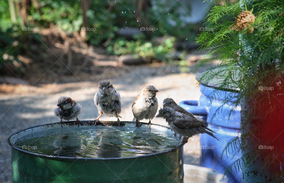 Sparrows refreshing themselves in my garden. Wildlife in the garden is amazing. 
