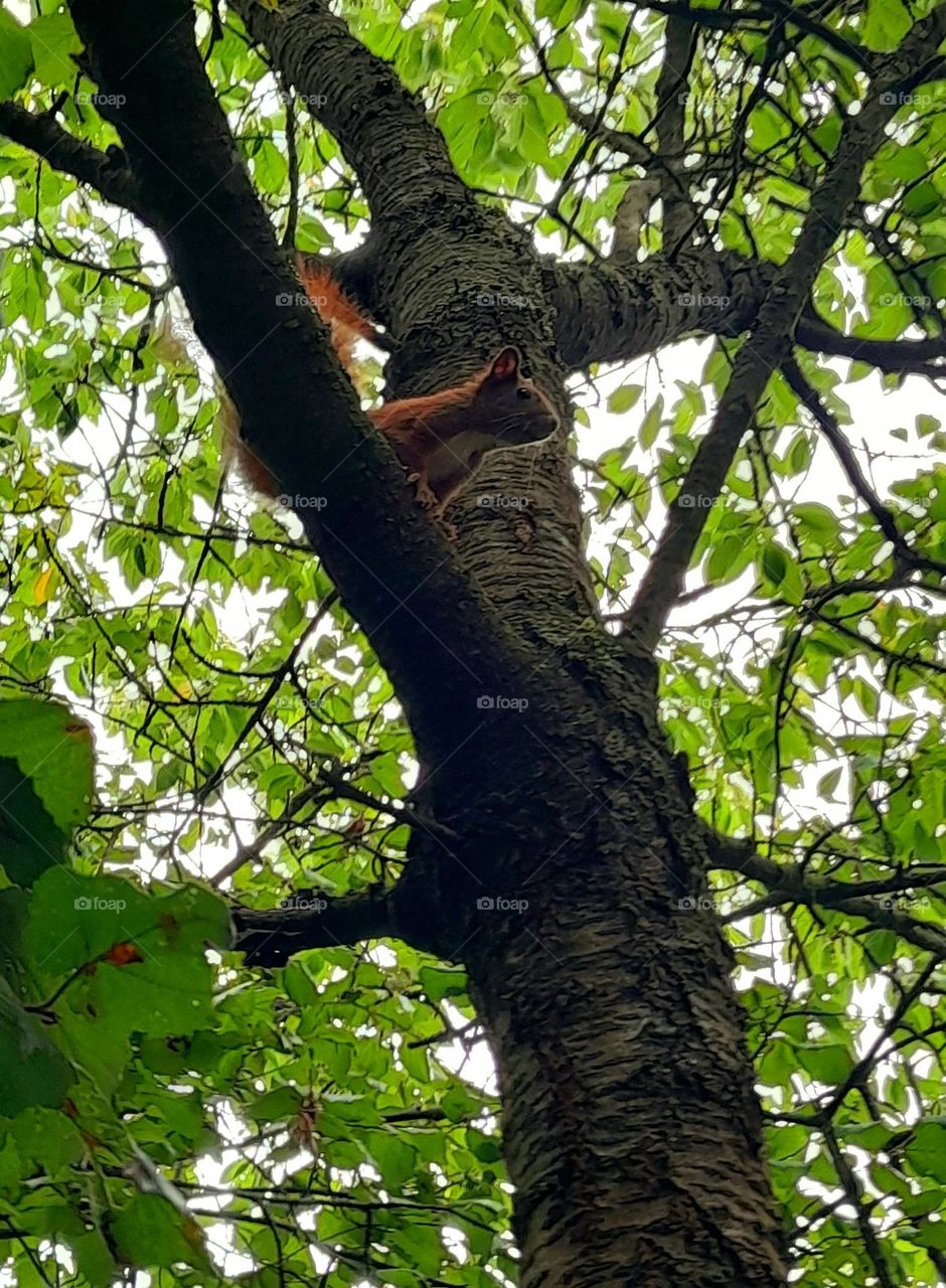A squirrel sitting on a tree