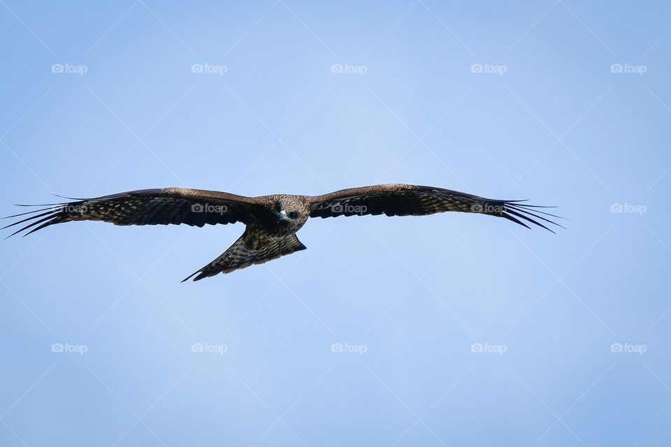 bird of prey in flight
