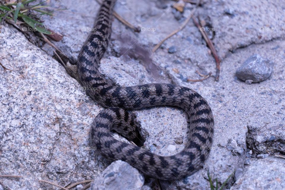 serpiente pequeña escondiéndose