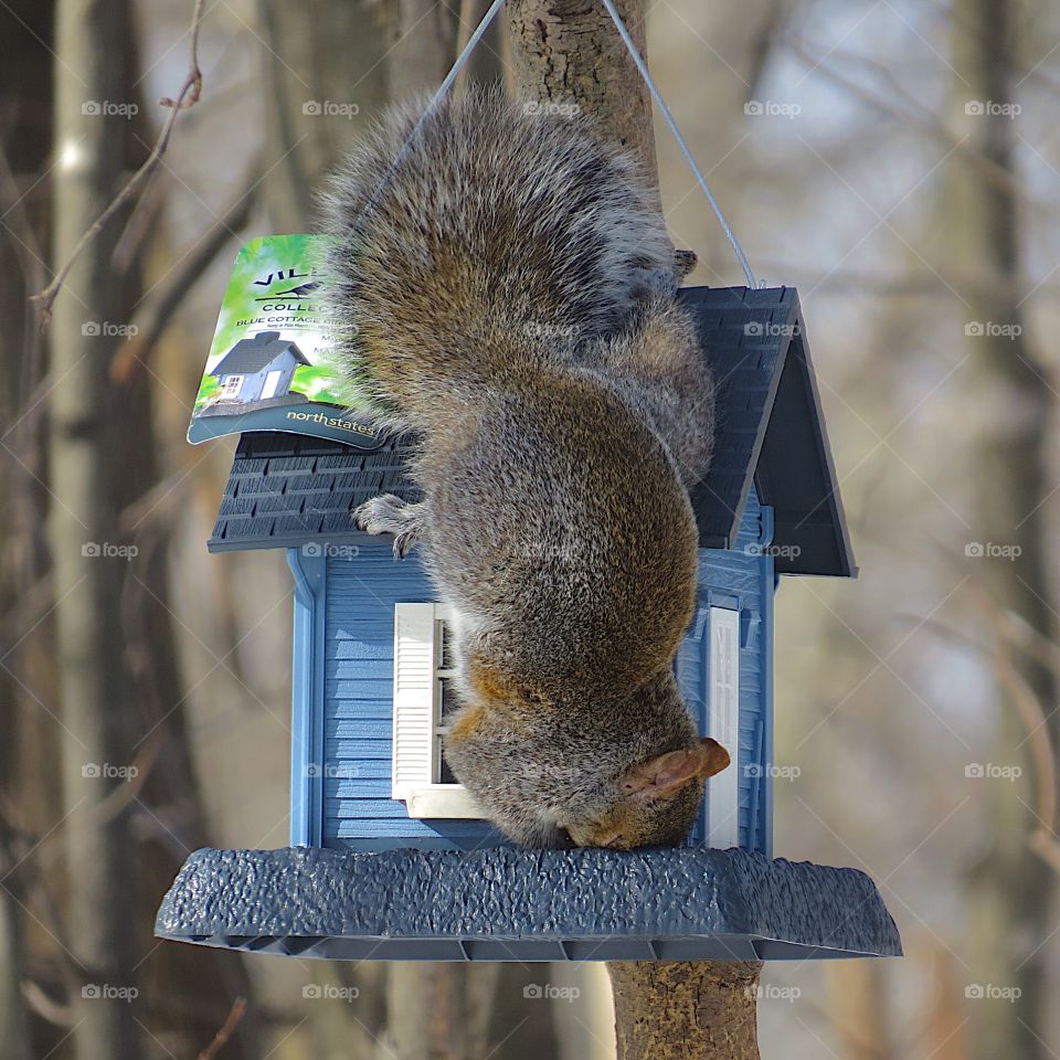 A crazy squirrel that loves eating upside down with its face smushed into the seed trough. 