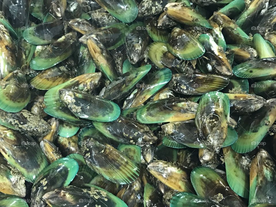 Fresh green lipped mussels, New Zealand, January 2017