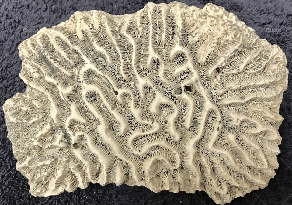 Brain coral live rock 