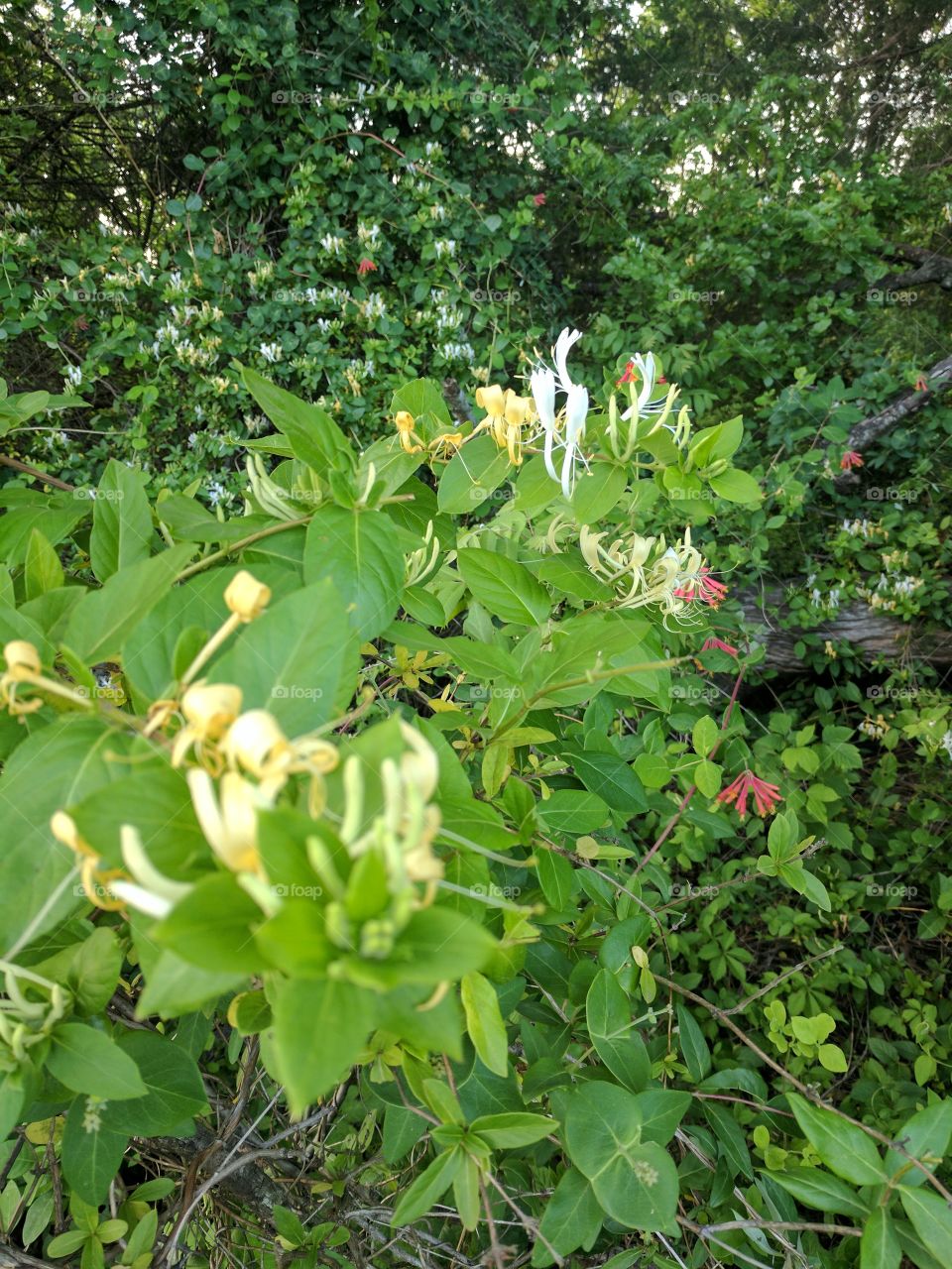 coral and yellow honeysuckle