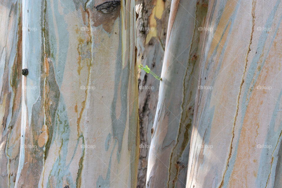 Four trunks of eucalyptus