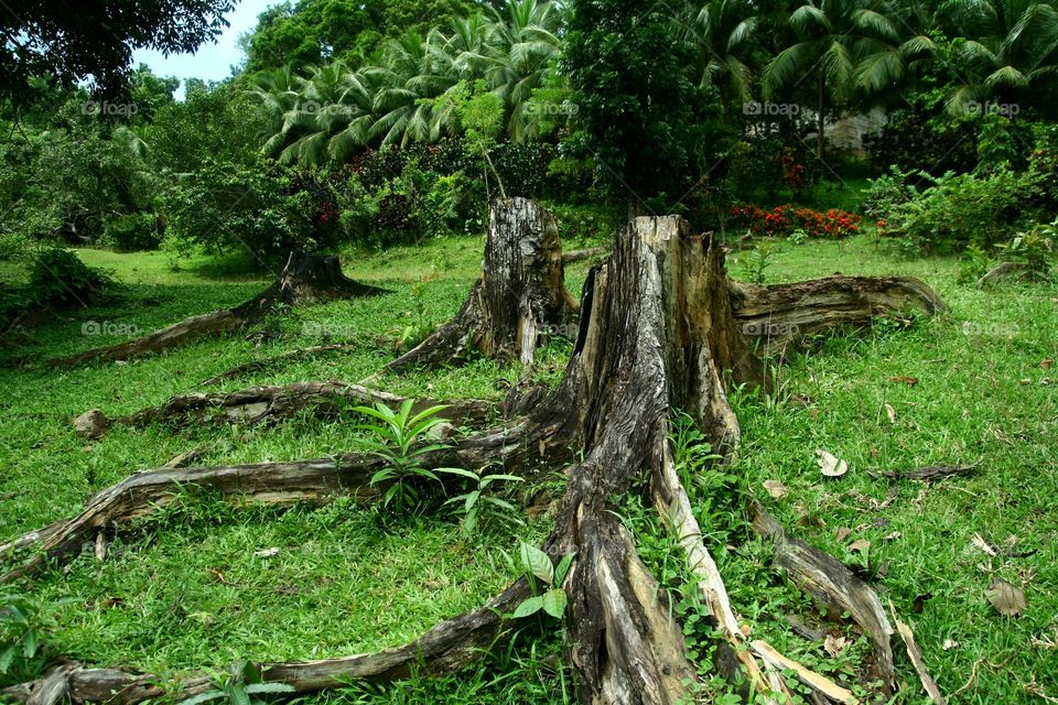 tree stumps. tree stumps