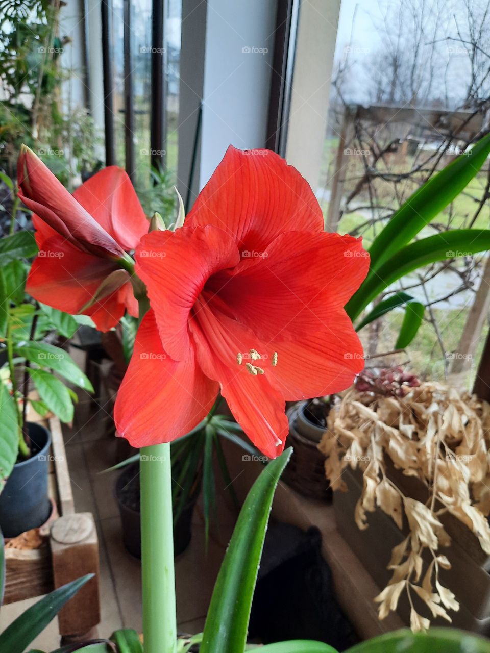 pop of color - red flower and green leaves  of amaryllis in the green house