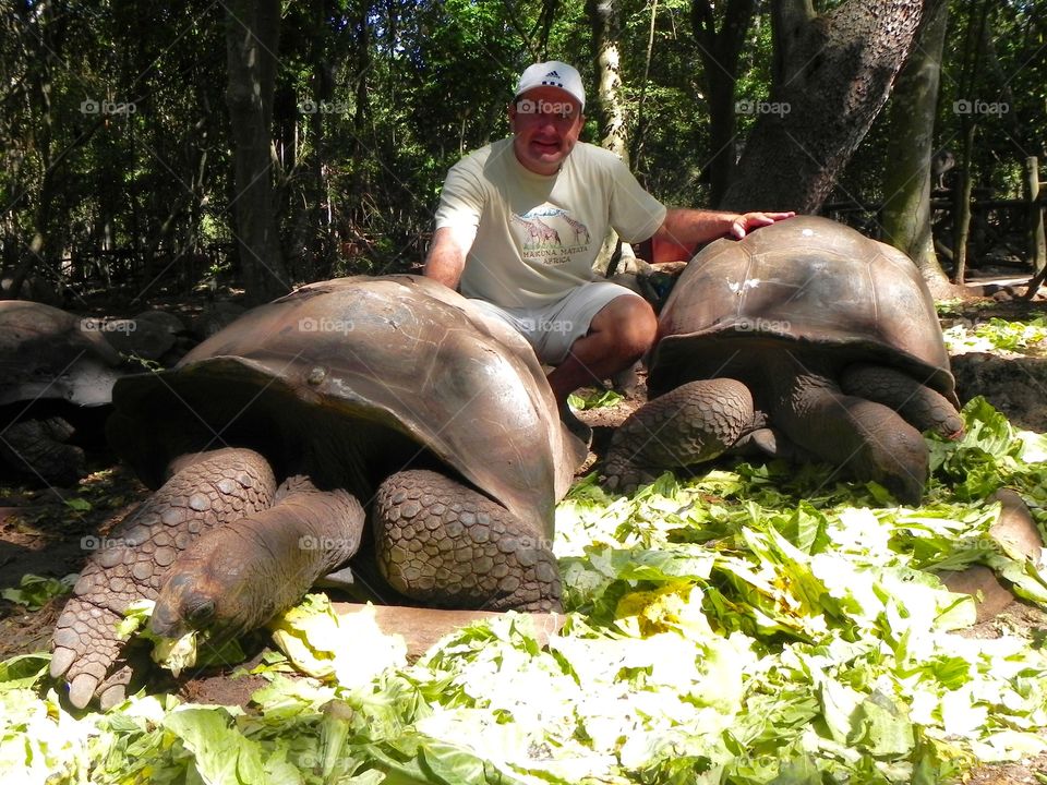 Giants turtles -Zanzibar 