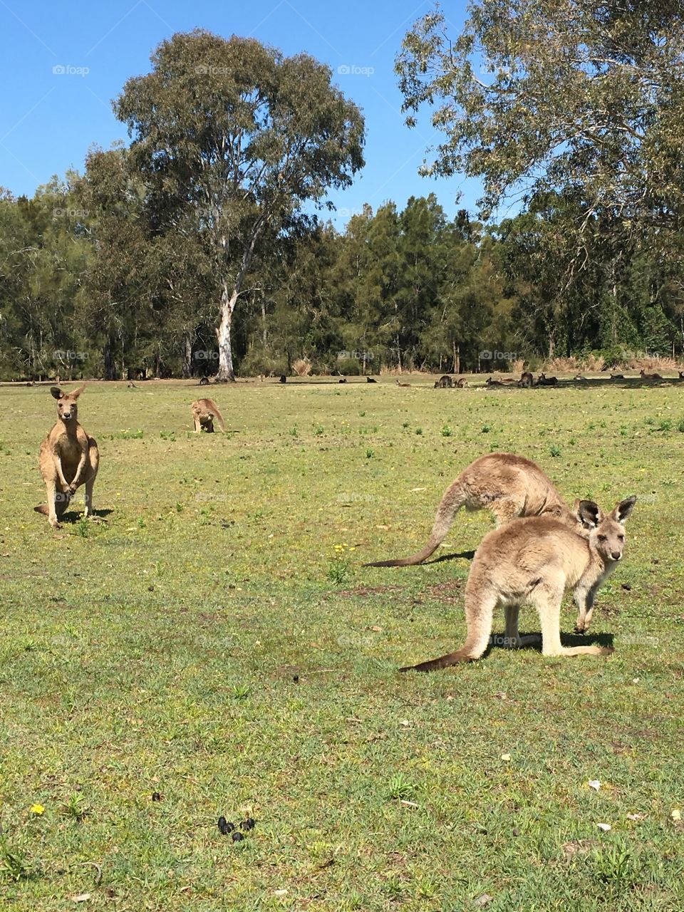 Nosey Roo