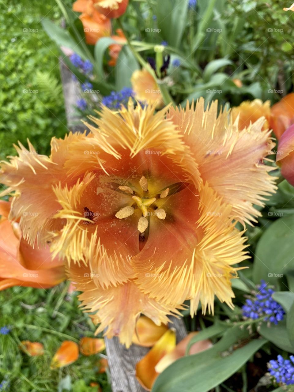 Close up photo of didier’s tulip with yellow orange petals and yellow pollen in the garden. 