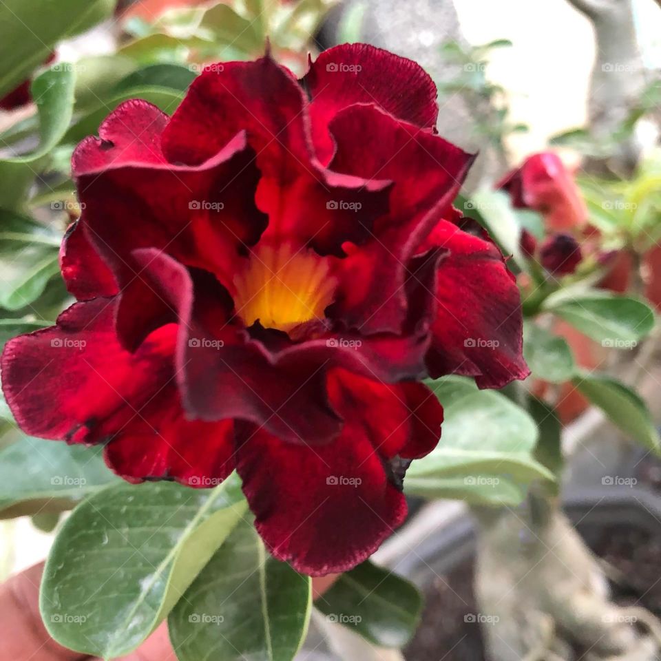 Beautiful flowers in bloom