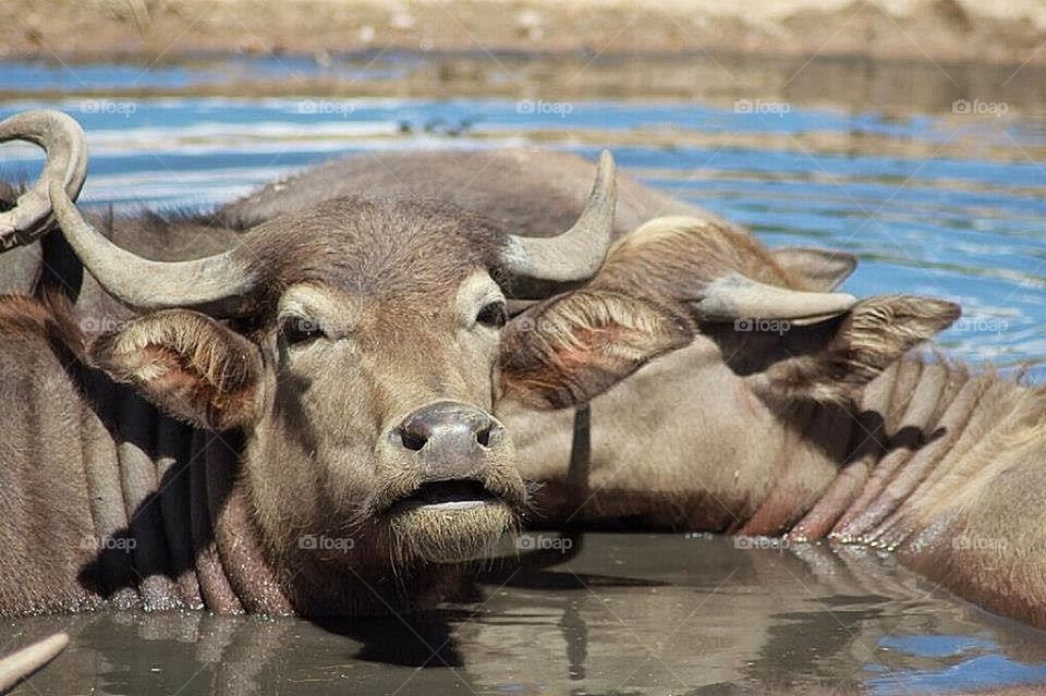 mammal