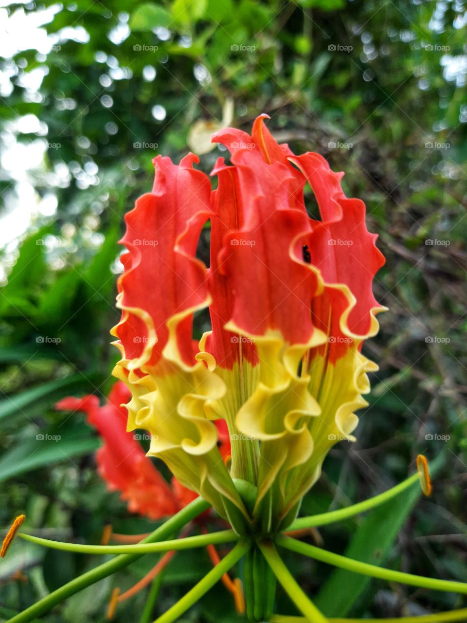 colourful amazing nature