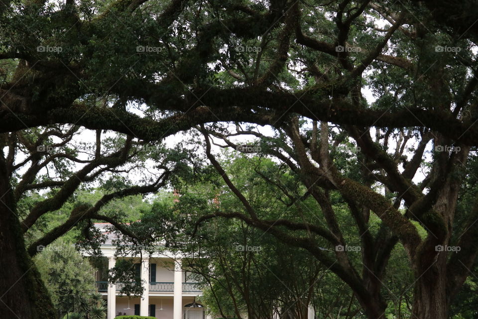 300 year old Oak tree at Oak Plantation in Louisiana.