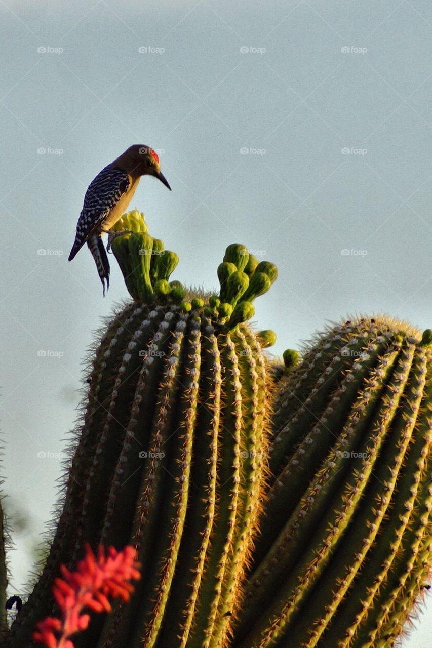 Woodpecker on a cactus