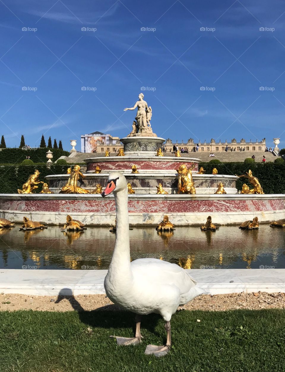 A swan stands by one of the gold fountains of Versailles, Marie Antoinette’s infamous estate located just outside Paris