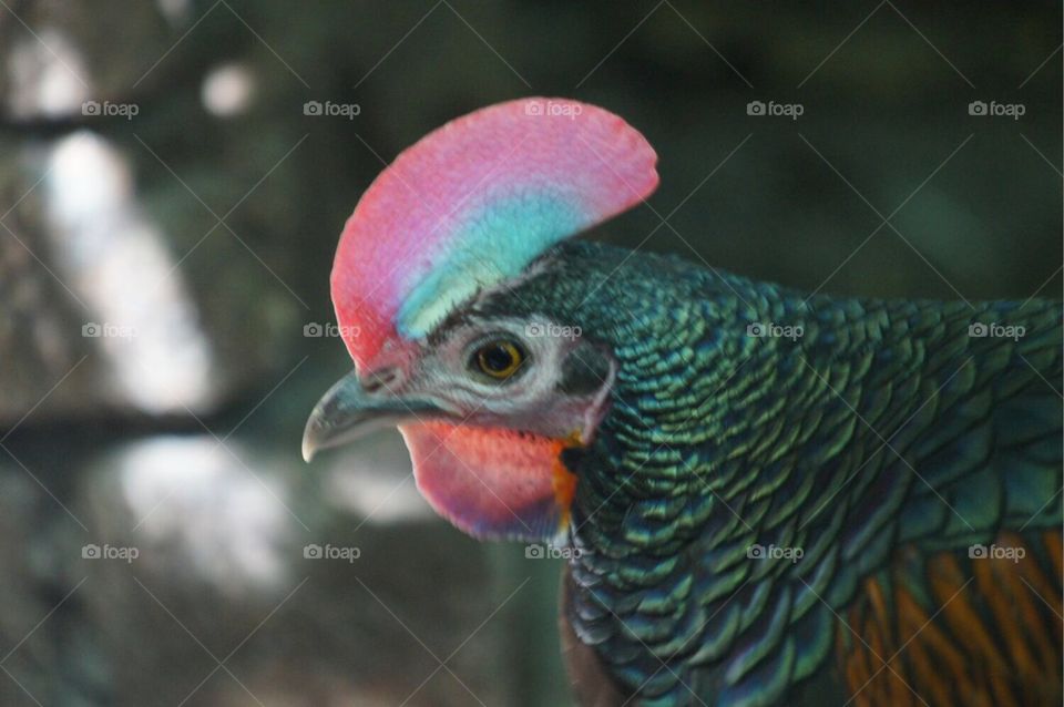 Unique colorful bird
