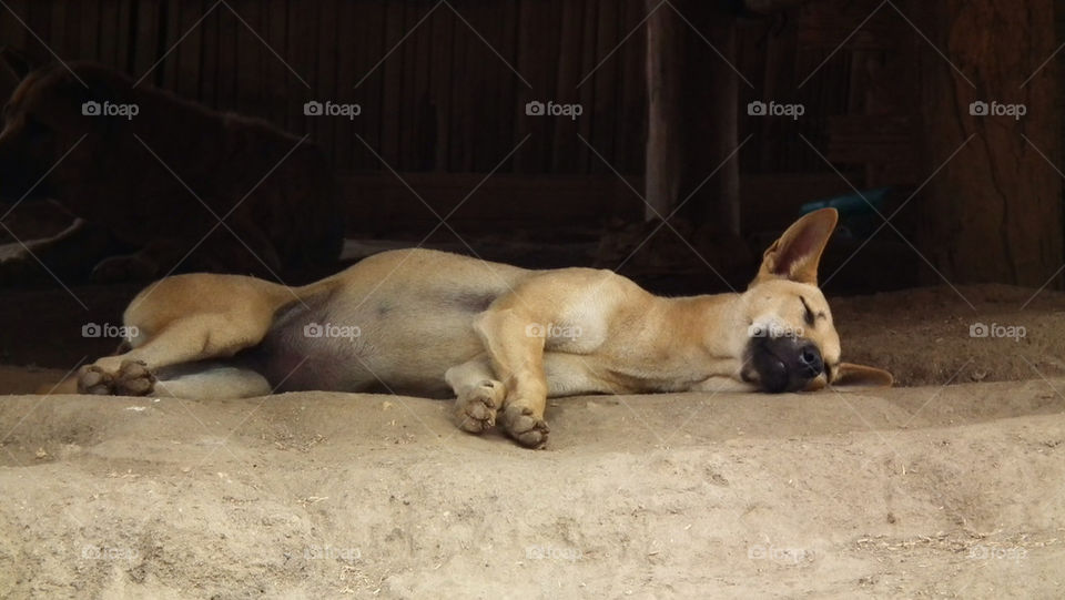 Sleeping beautiful dog at Thailand