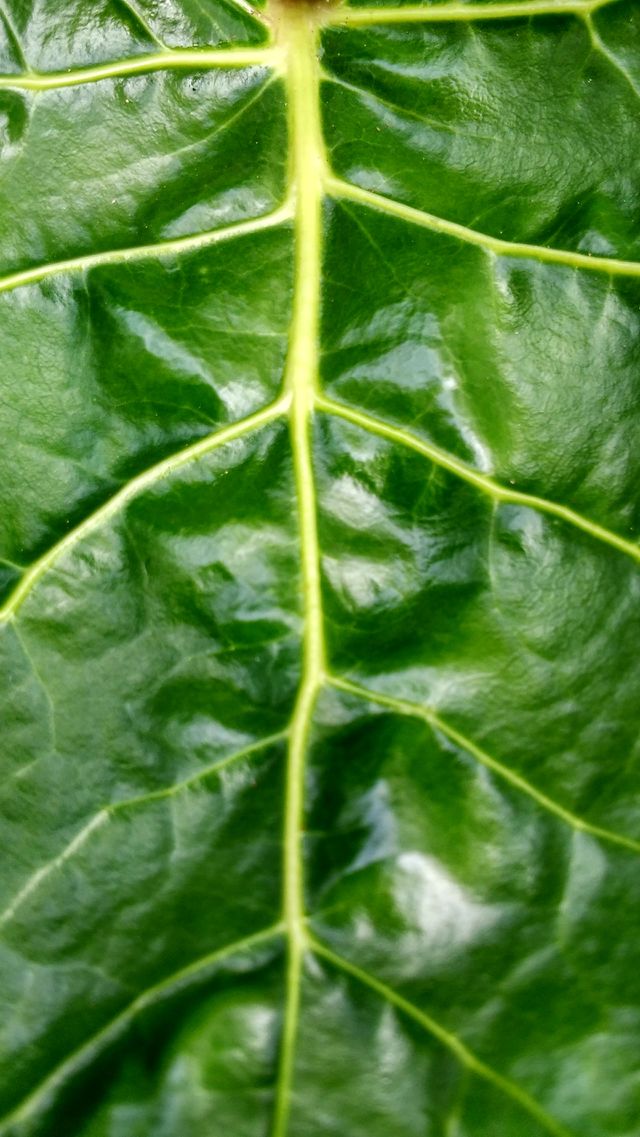 plant