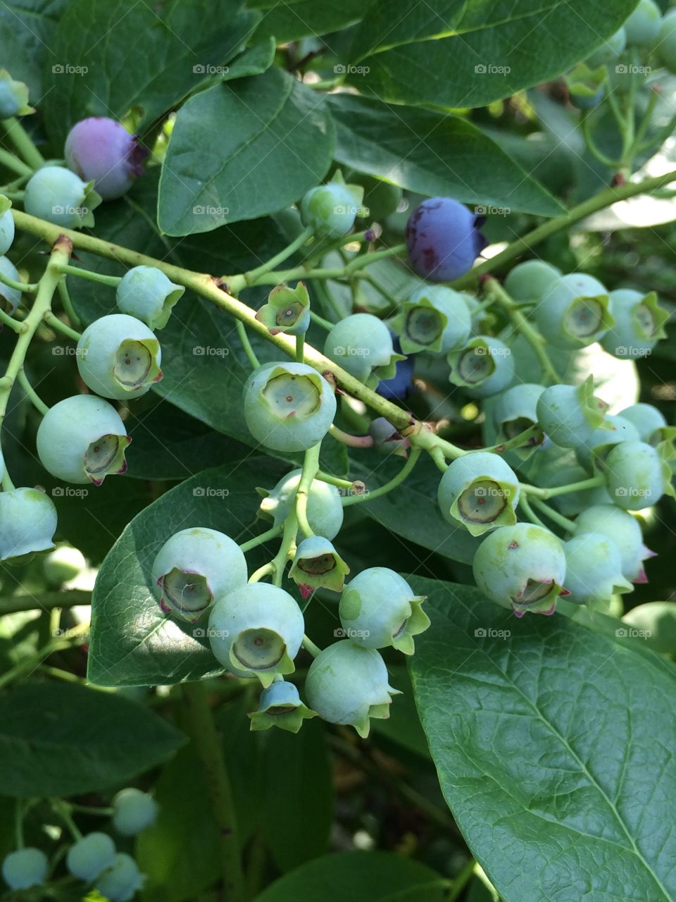 Blueberries for breakfast