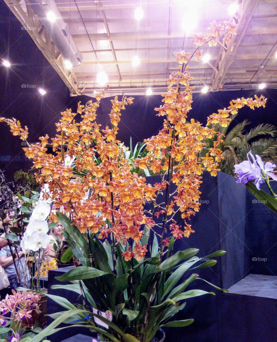 Orquídea, festa das flores