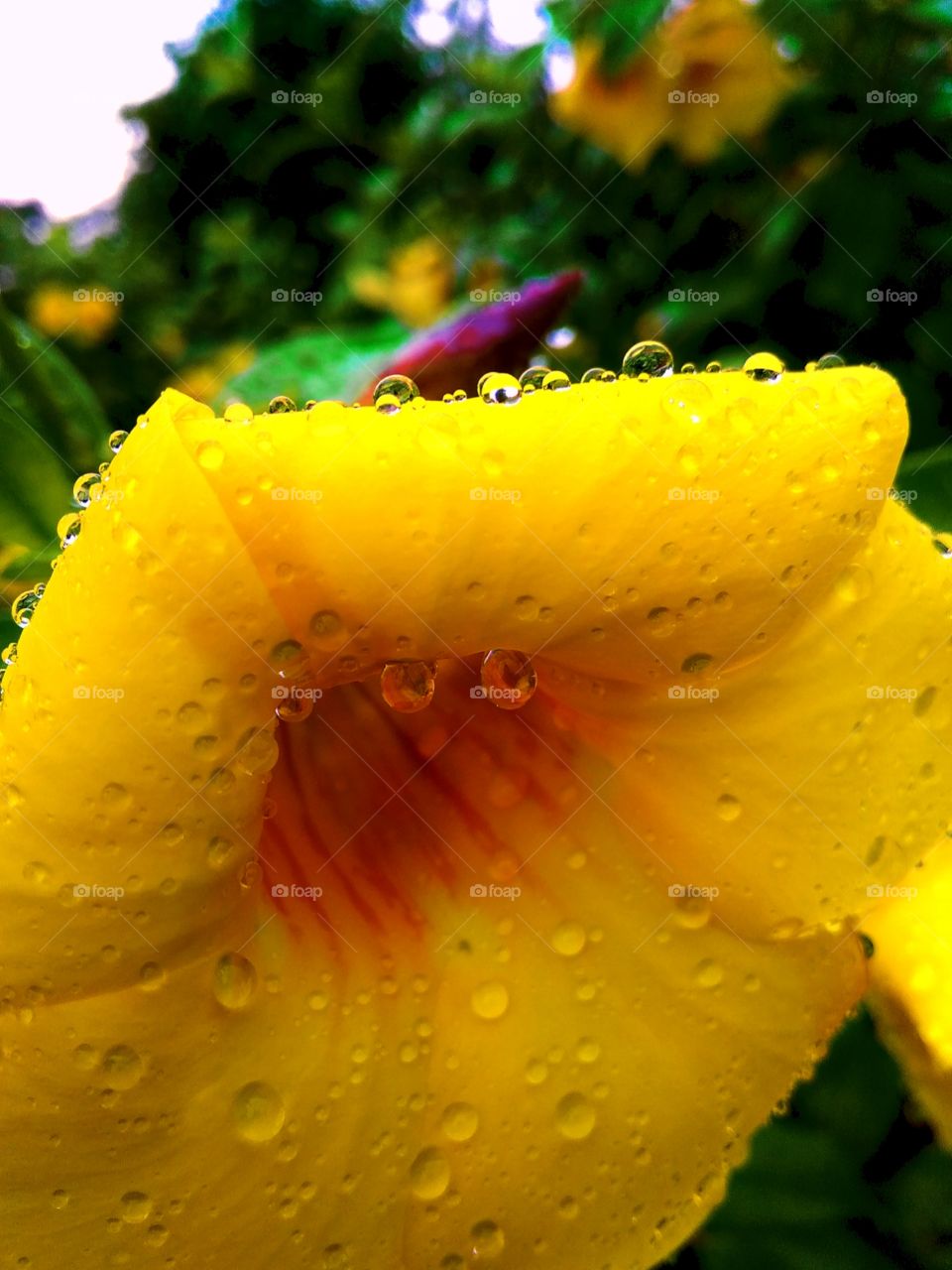 water drop in yellow flower