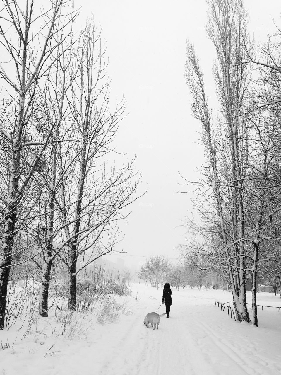 Young woman walking with her dog by the alley with trees under the snow in winter 