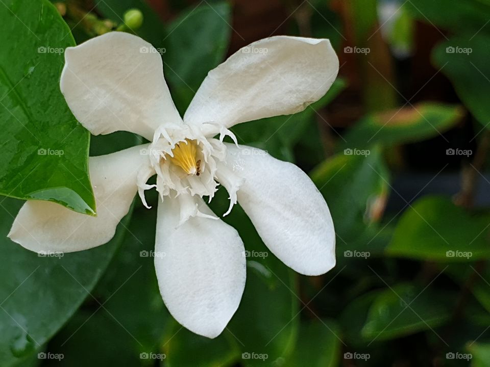 the beautiful flowers