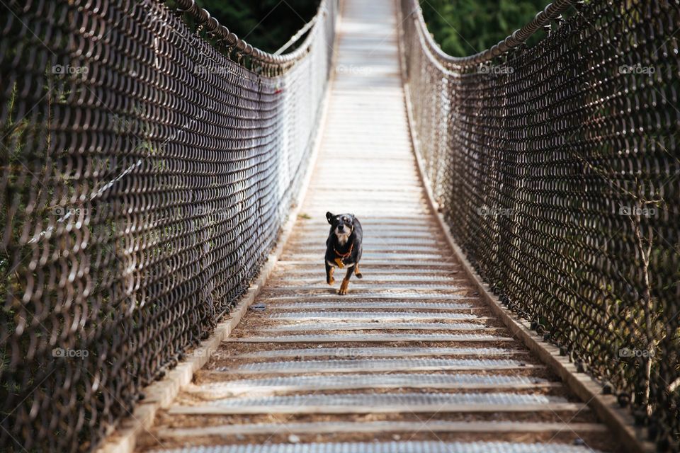 dog-runs-across-bridge