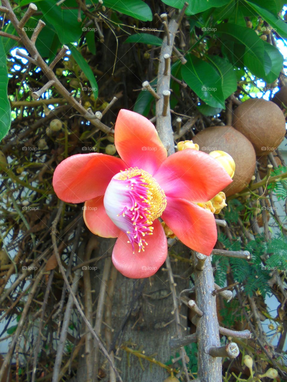 Cannon ball tree flower