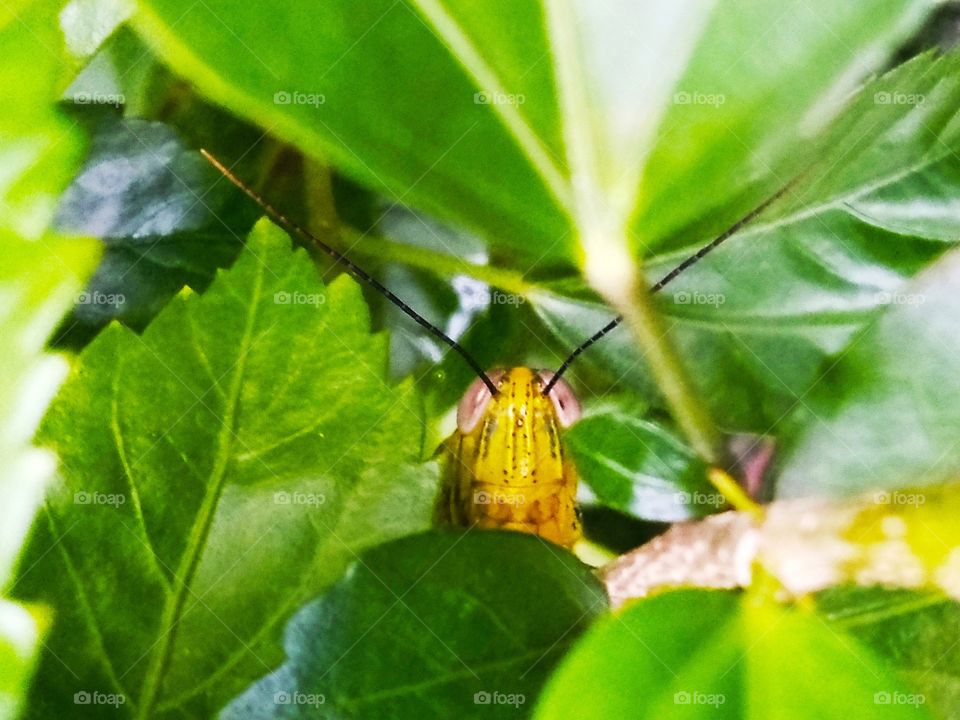 A grasshopper hiding behind the leaf.