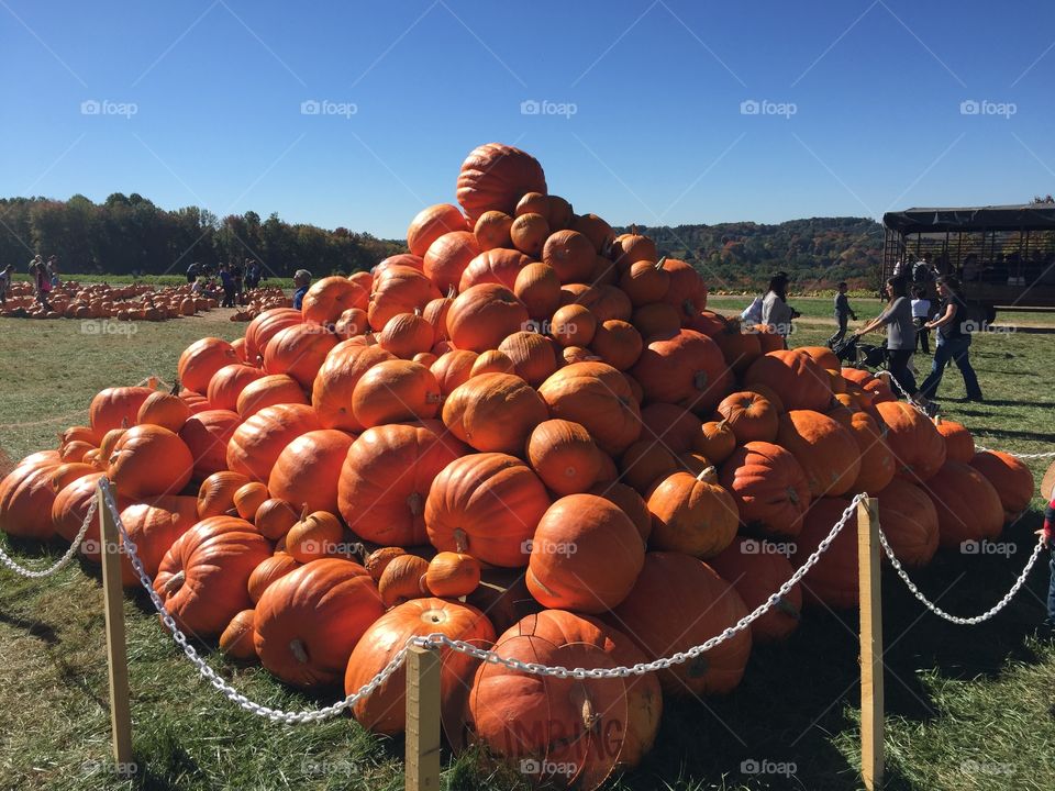 Pumpkin pile. Visiting jones family farm