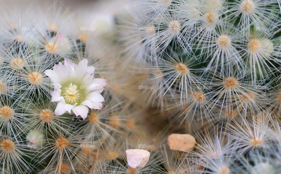 cactus flowers