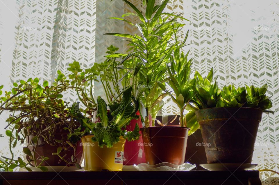 Green indoor plants