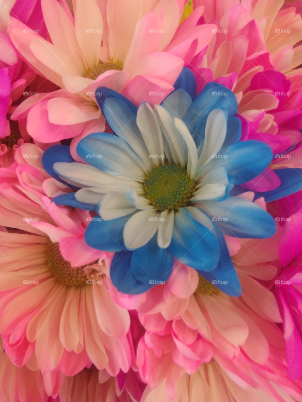 blue flower standing in a bouquet of pink flowers