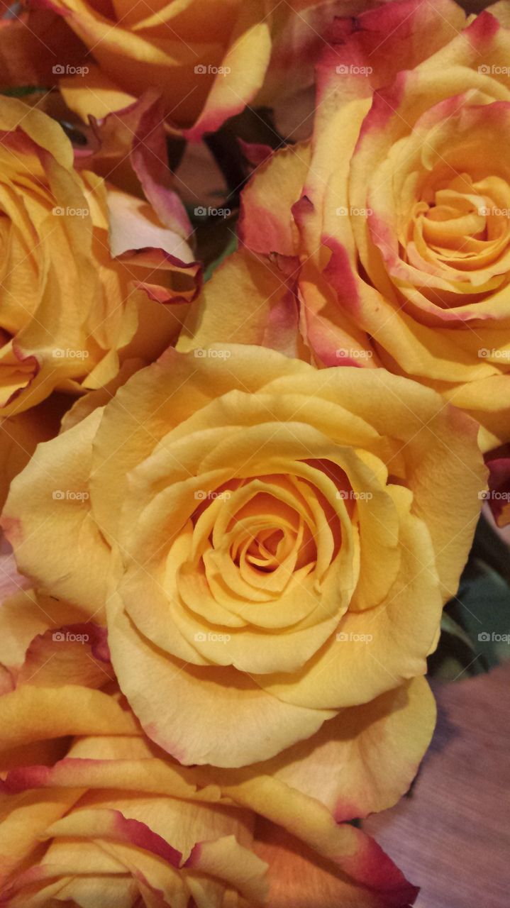 Roses. A gift for me.