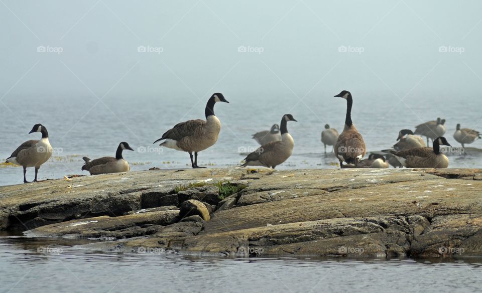 Canadian geese
