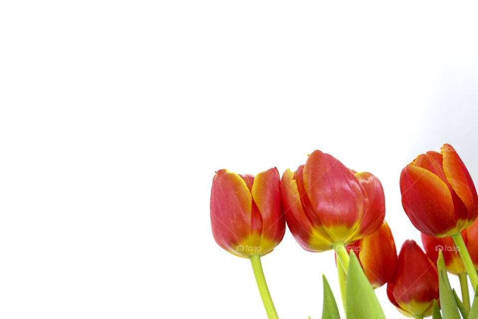 Red tulips on a white background.