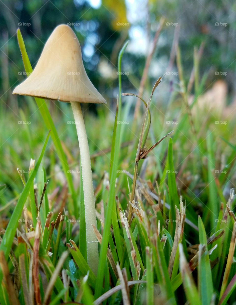 morning mushroom