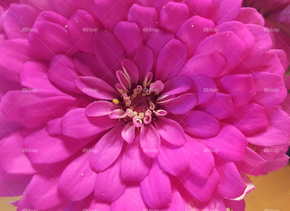 High angle view of a pink flower