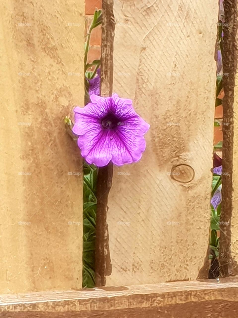 through the garden fence