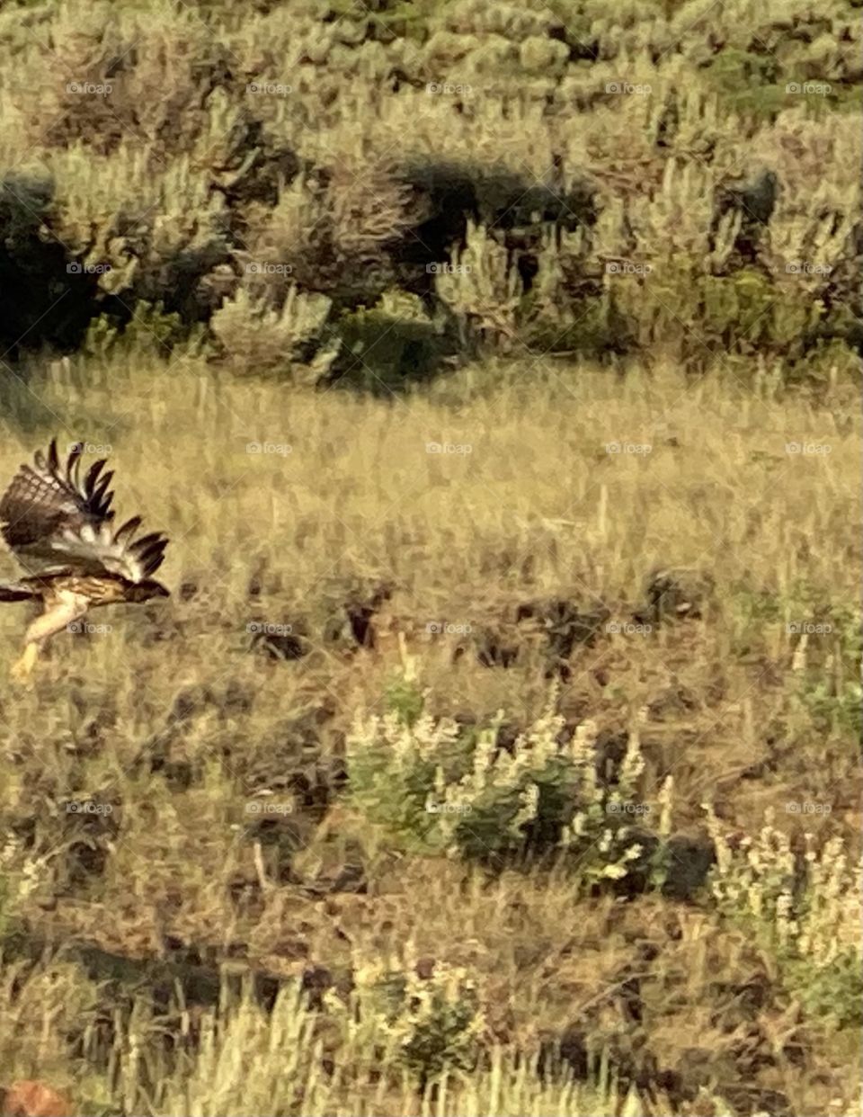 Hawk in flight 