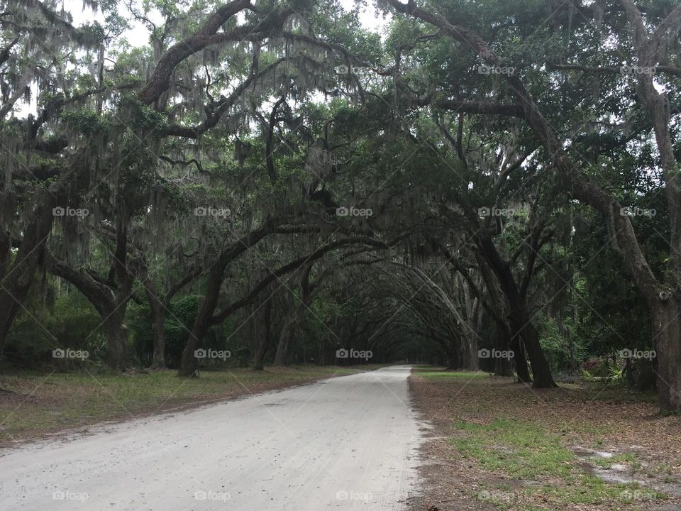 An eerily beautiful tree lined road in Savannah Georgia in the USA