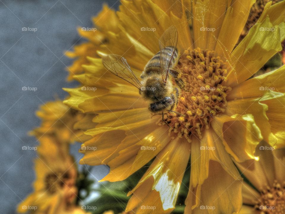 Pollination  in progress. Busy Bee putting in work