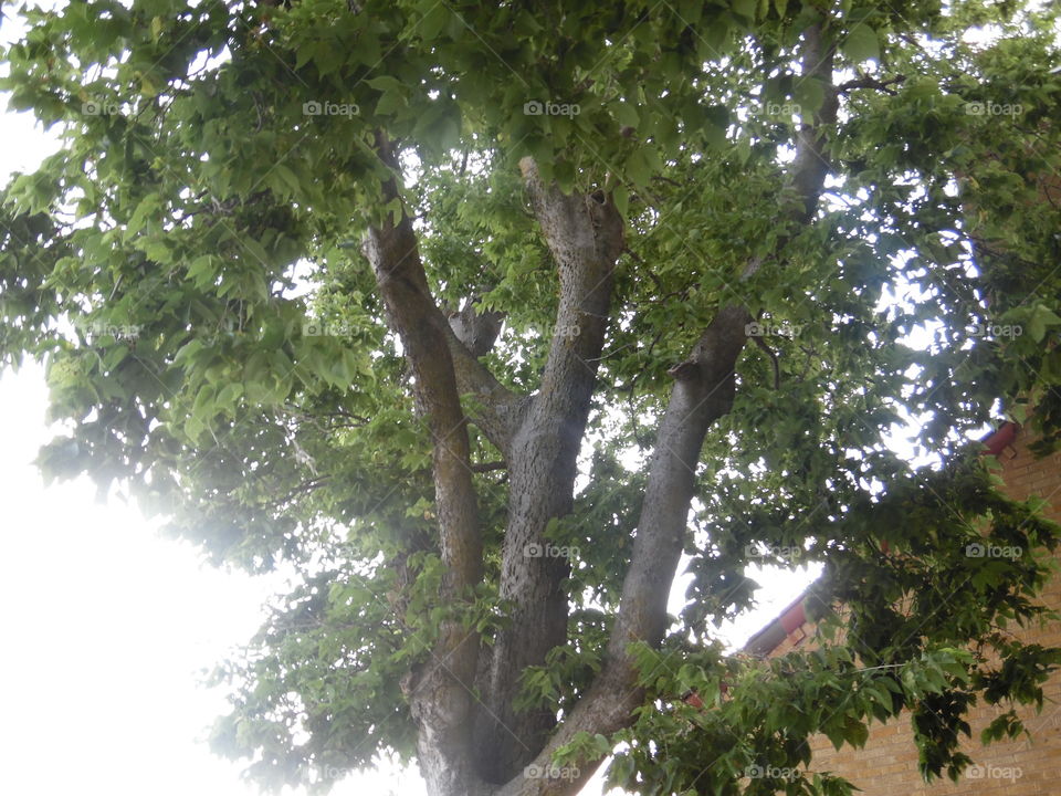 tree next to a building