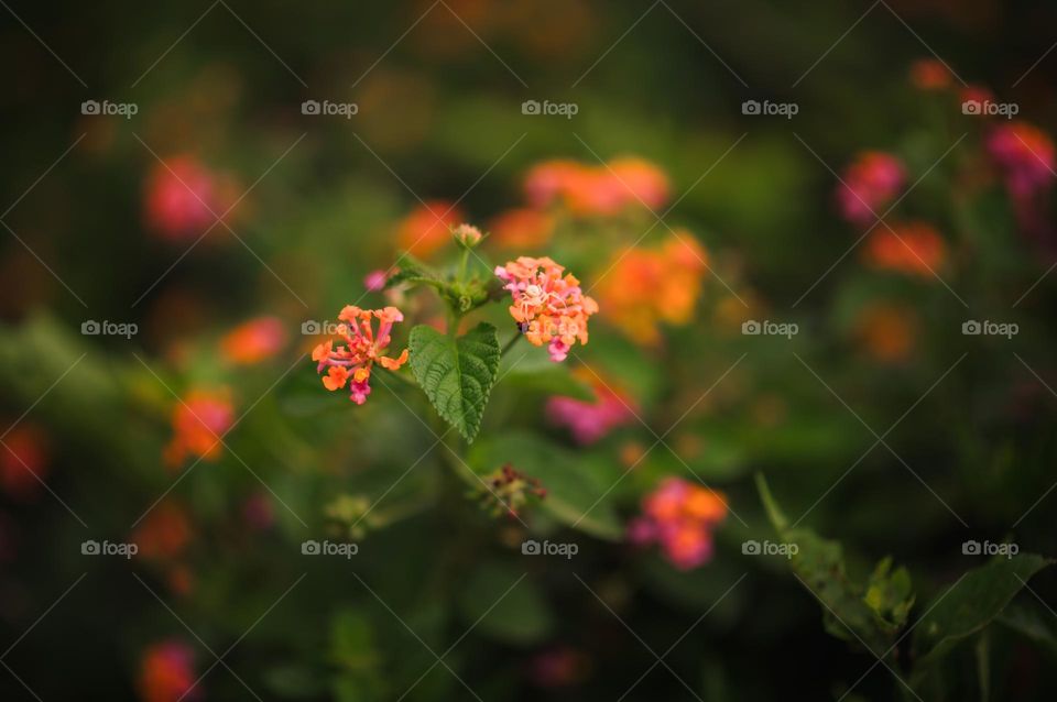 A tiny white little spider on little flowers.