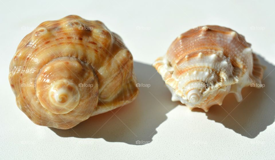 Shellfish, Snail, Shell, Conch, Spiral