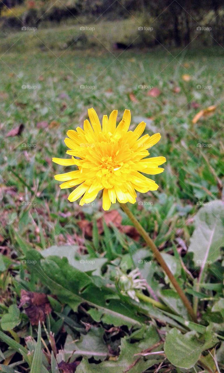 Dandelion