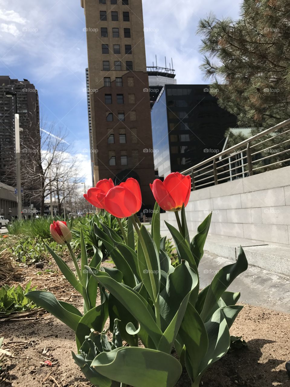 Spring time in Colorado means flowers and sunshine :) 