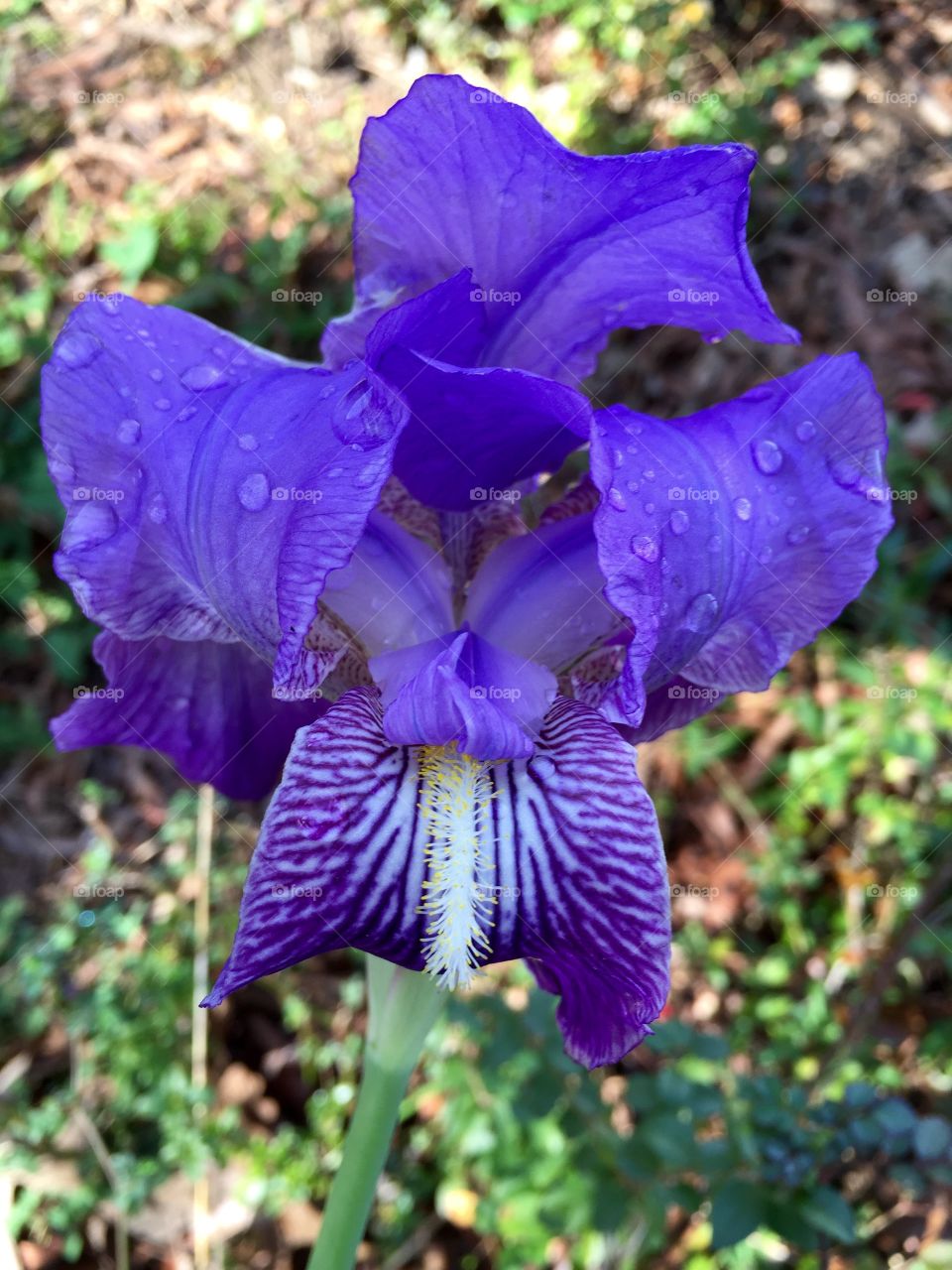 Royal Bearded Iris